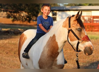American Paint Horse, Giumenta, 13 Anni, 142 cm, Pelle di daino