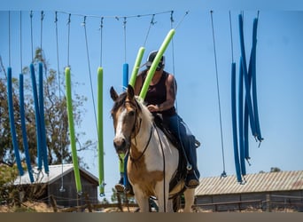 American Paint Horse, Giumenta, 13 Anni, 142 cm, Pelle di daino