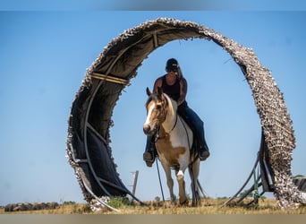 American Paint Horse, Giumenta, 13 Anni, 142 cm, Pelle di daino