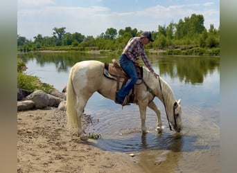 American Paint Horse, Giumenta, 13 Anni, 150 cm, Palomino