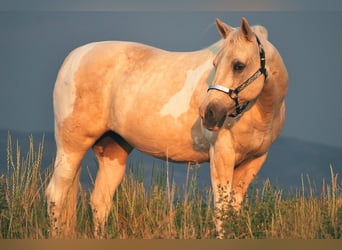 American Paint Horse, Giumenta, 13 Anni, 150 cm, Palomino