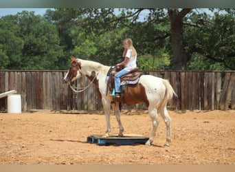 American Paint Horse, Giumenta, 13 Anni, 150 cm, Tobiano-tutti i colori