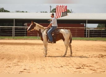 American Paint Horse, Giumenta, 13 Anni, 150 cm, Tobiano-tutti i colori