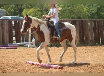 American Paint Horse, Giumenta, 13 Anni, 150 cm, Tobiano-tutti i colori