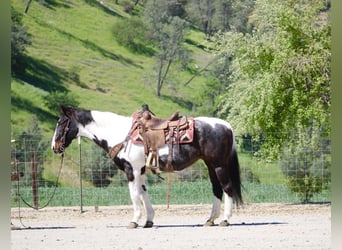 American Paint Horse, Giumenta, 13 Anni, 150 cm, Tobiano-tutti i colori