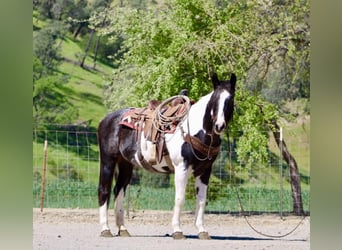 American Paint Horse, Giumenta, 13 Anni, 150 cm, Tobiano-tutti i colori