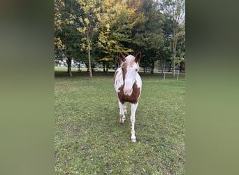 American Paint Horse, Giumenta, 13 Anni, 156 cm, Tovero-tutti i colori