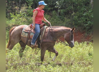 American Paint Horse, Giumenta, 13 Anni, 157 cm, Roano rosso
