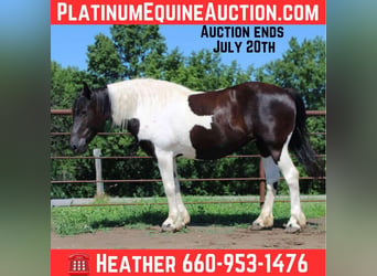 American Paint Horse, Giumenta, 13 Anni, 170 cm, Tobiano-tutti i colori