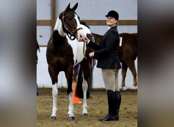 American Paint Horse, Giumenta, 13 Anni, Tobiano-tutti i colori
