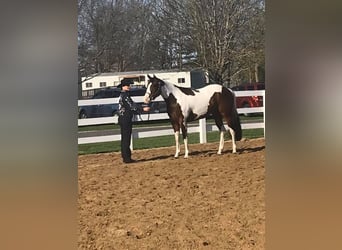American Paint Horse, Giumenta, 13 Anni, Tobiano-tutti i colori
