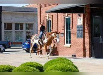 American Paint Horse, Giumenta, 14 Anni, 142 cm, Pezzato