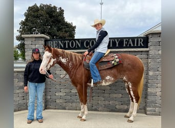 American Paint Horse, Giumenta, 14 Anni, 150 cm, Overo-tutti i colori