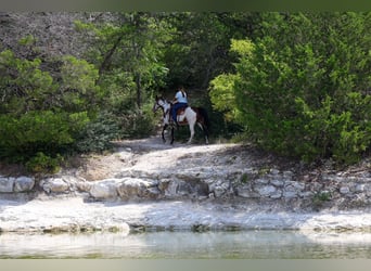 American Paint Horse, Giumenta, 15 Anni, 142 cm, Overo-tutti i colori