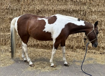 American Paint Horse, Giumenta, 15 Anni, 153 cm, Tobiano-tutti i colori