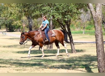 American Paint Horse, Giumenta, 15 Anni, Pezzato