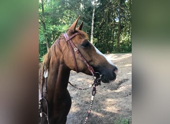 American Paint Horse, Giumenta, 16 Anni, 154 cm, Sauro