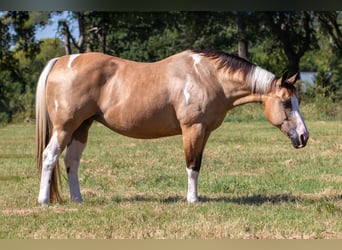 American Paint Horse, Giumenta, 16 Anni, Pezzato