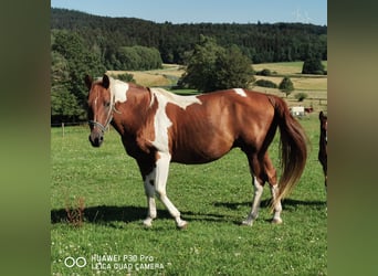 American Paint Horse, Giumenta, 17 Anni, 150 cm, Pezzato