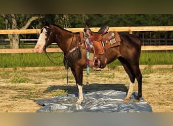 American Paint Horse, Giumenta, 19 Anni, 142 cm, Tobiano-tutti i colori
