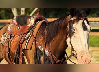 American Paint Horse, Giumenta, 19 Anni, 142 cm, Tobiano-tutti i colori