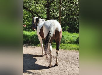 American Paint Horse, Giumenta, 19 Anni, Overo-tutti i colori