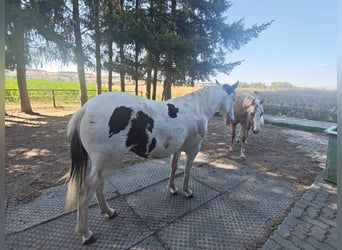 American Paint Horse Mix, Giumenta, 1 Anno, 148 cm, Pezzato