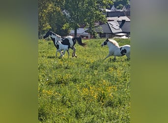 American Paint Horse Mix, Giumenta, 1 Anno, 148 cm, Pezzato