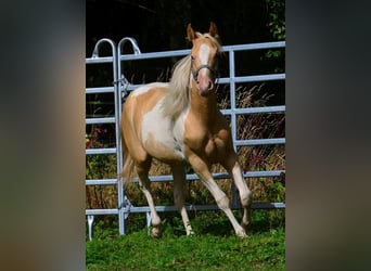 American Paint Horse, Giumenta, 1 Anno, 150 cm, Champagne