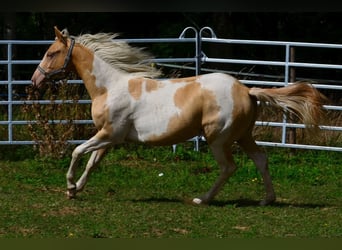 American Paint Horse, Giumenta, 1 Anno, 150 cm, Champagne