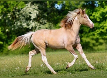 American Paint Horse, Giumenta, 1 Anno, 150 cm, Champagne
