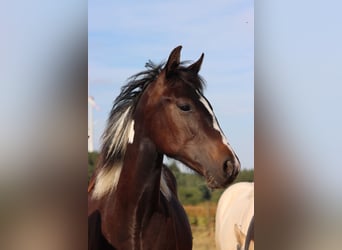 American Paint Horse, Giumenta, 1 Anno, 150 cm, Tobiano-tutti i colori