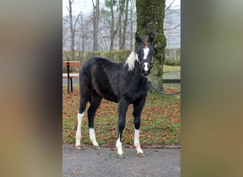 American Paint Horse, Giumenta, 1 Anno, 150 cm, Tobiano-tutti i colori