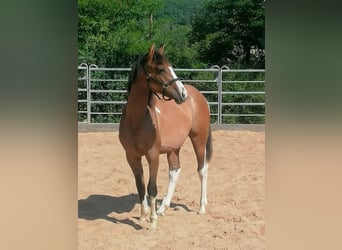 American Paint Horse, Giumenta, 1 Anno, 150 cm, Tobiano-tutti i colori