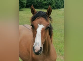 American Paint Horse, Giumenta, 1 Anno, 150 cm, Tobiano-tutti i colori