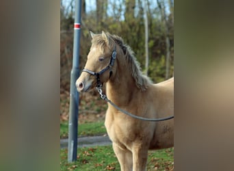 American Paint Horse, Giumenta, 1 Anno, 153 cm, Champagne