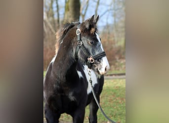 American Paint Horse, Giumenta, 1 Anno, 153 cm, Overo-tutti i colori