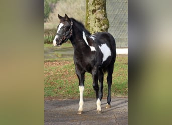 American Paint Horse, Giumenta, 1 Anno, 153 cm, Overo-tutti i colori