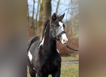 American Paint Horse, Giumenta, 1 Anno, 153 cm, Overo-tutti i colori