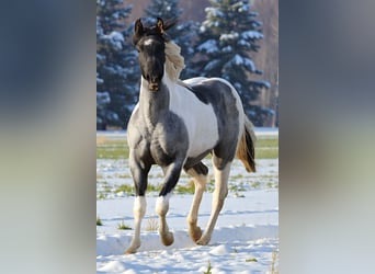 American Paint Horse, Giumenta, 1 Anno, 155 cm, Roano blu