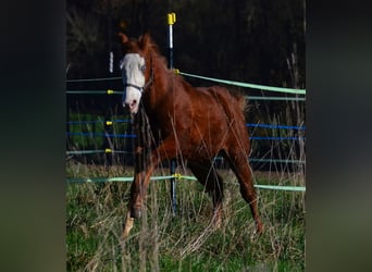 American Paint Horse, Giumenta, 1 Anno, 155 cm, Sauro