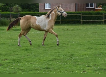 American Paint Horse, Giumenta, 1 Anno, 160 cm, Champagne