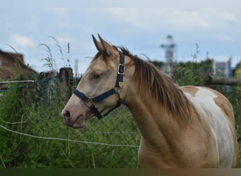 American Paint Horse, Giumenta, 1 Anno, 160 cm, Champagne