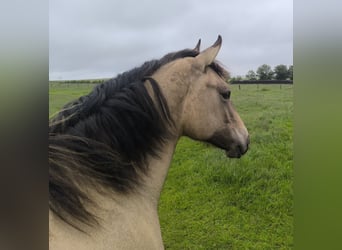 American Paint Horse Mix, Giumenta, 1 Anno, 160 cm, Falbo