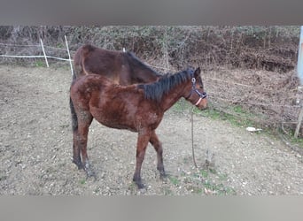 American Paint Horse, Giumenta, 1 Anno, Baio