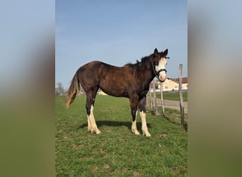 American Paint Horse, Giumenta, 1 Anno, Overo-tutti i colori