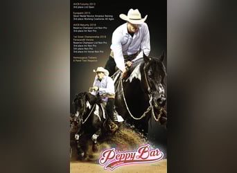 American Paint Horse, Giumenta, 1 Anno, Pezzato