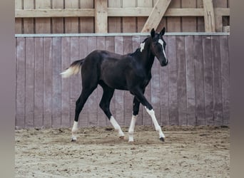 American Paint Horse, Giumenta, 1 Anno, Pezzato