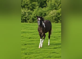 American Paint Horse, Giumenta, 1 Anno, Pezzato
