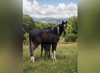 American Paint Horse, Giumenta, 1 Anno, Pezzato